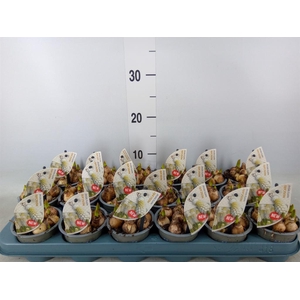 Muscari  'White Spear'