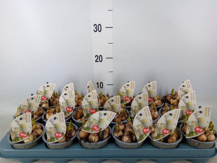 <h4>Muscari  'White Spear'</h4>