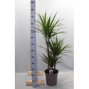 Dracaena Marginata 24Ø 120cm 3pp