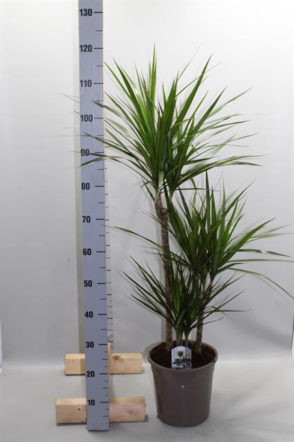 Dracaena Marginata 24Ø 120cm 3pp