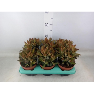 Kalanchoe NF   ...