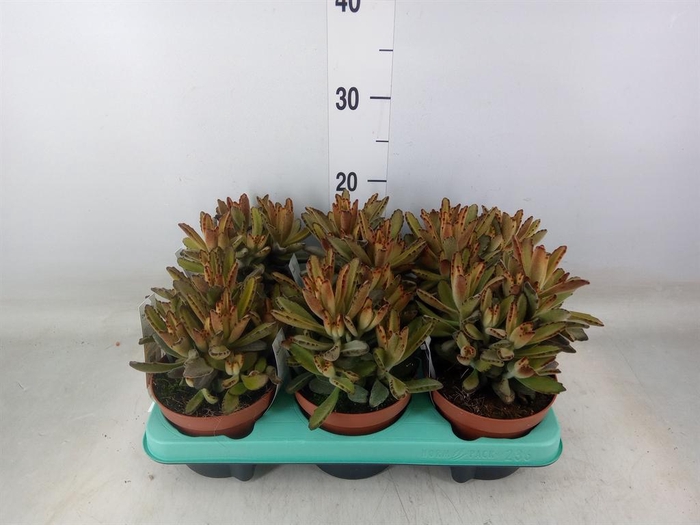 <h4>Kalanchoe NF   ...</h4>