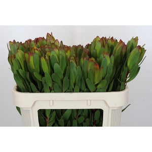 Leucadendron Goldstrike