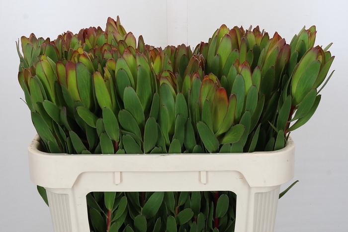 <h4>Leucadendron Goldstrike</h4>