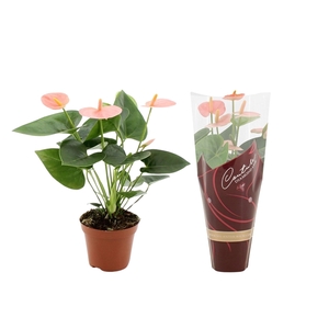 Anthurium Spirit in Couture Diamond sleeve