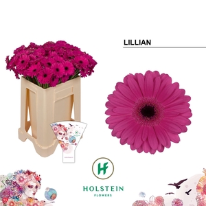 Germini Lillian Water/Hoes x80