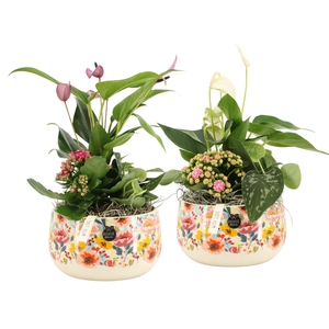 21825: Lovess arrangement