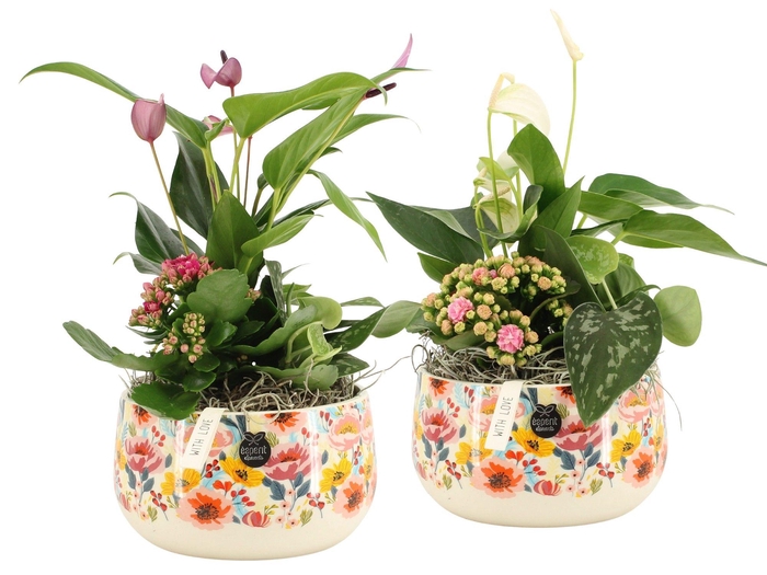 <h4>21825: Lovess arrangement</h4>