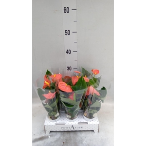 Anthurium andr. 'Orange Champion'
