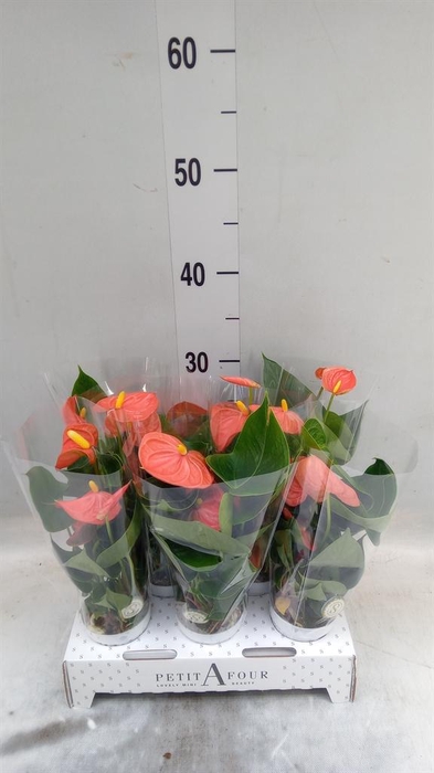 <h4>Anthurium andr. 'Orange Champion'</h4>