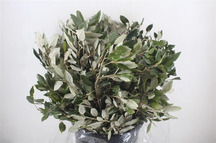 <h4>Steeneik Leaves P Bunch</h4>