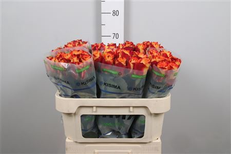 <h4>Rosa GR 'Silantoi'</h4>