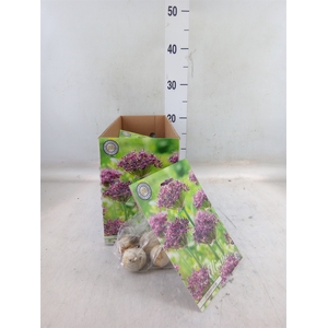 Allium   ...flowerbulbs