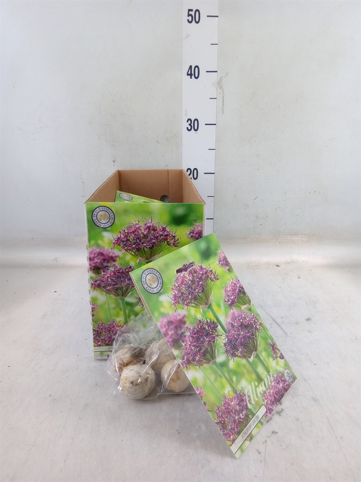 <h4>Allium   ...flowerbulbs</h4>