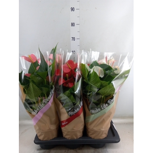 Anthurium   ...mix 4