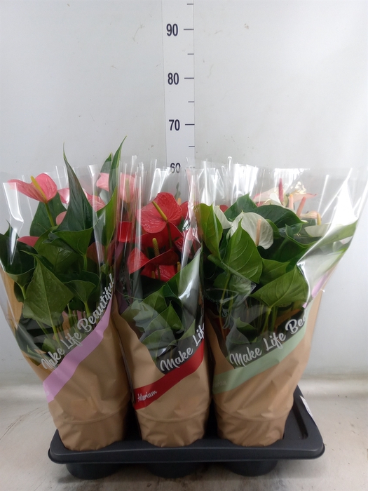 <h4>Anthurium   ...mix 4</h4>