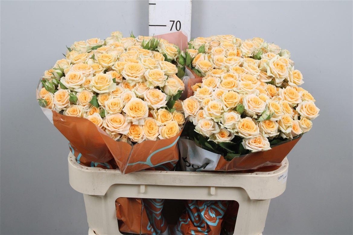 <h4>R Tr Trinity</h4>