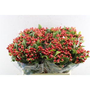 Hypericum Triumph (rood)blik