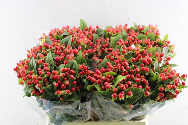 <h4>Hypericum Triumph (rood)blik</h4>