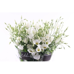 Eust Botanic White