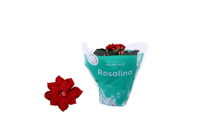 <h4>Kalanchoe Rosalina</h4>