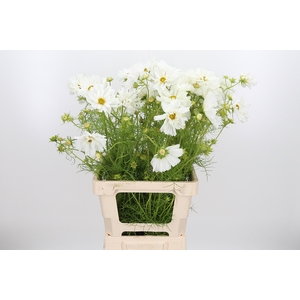 Cosmos Bipinnatus Wit