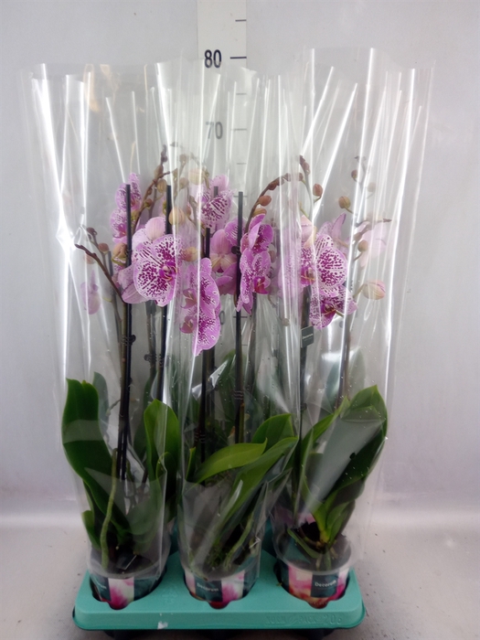 <h4>Phalaenopsis   ...</h4>