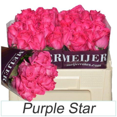 <h4>Rozen PURPLE STAR</h4>