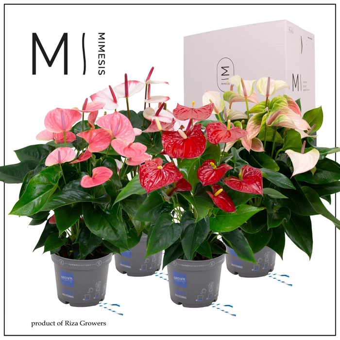 <h4>Mimesis Anthurium KARMA Happy Mix - 17cm</h4>