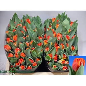 TU DU QUEENSDAY