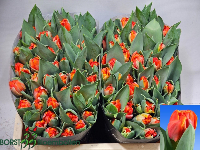 <h4>TU DU QUEENSDAY</h4>