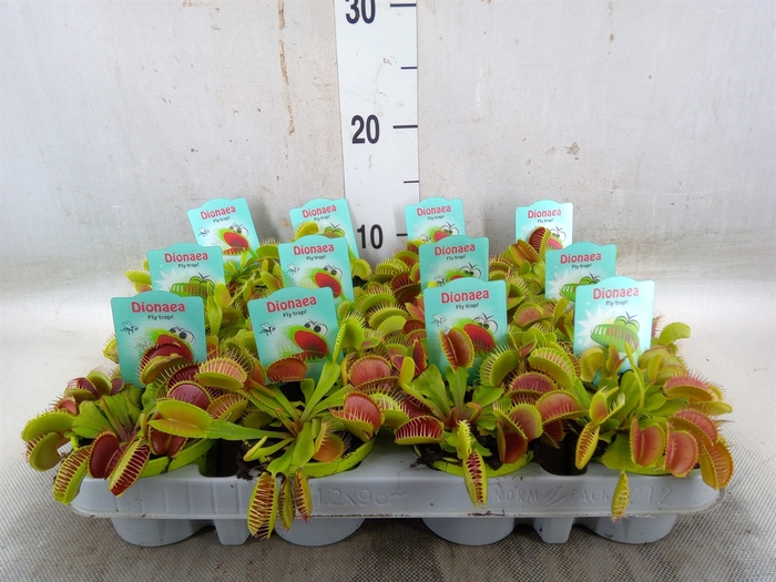 <h4>Dionaea muscipula</h4>