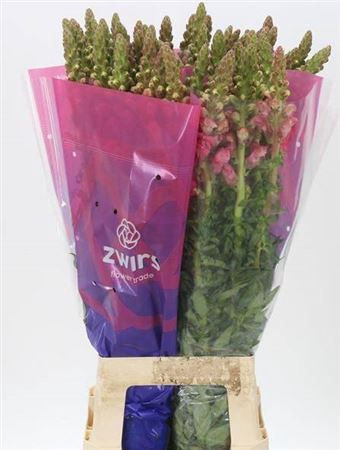 <h4>Antir Poto Cher Rose</h4>
