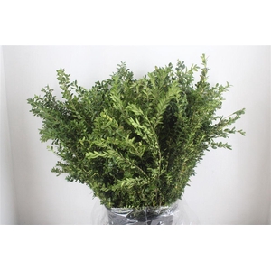 Buxus Green P Bunch