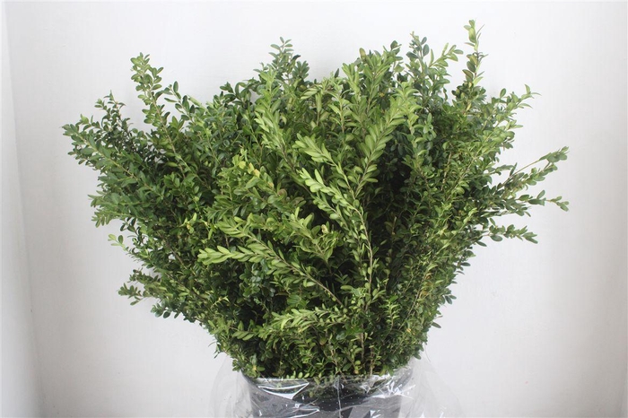 <h4>Buxus Green P Bunch</h4>