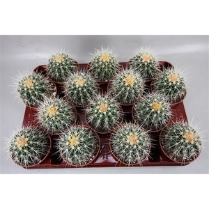 3 Echinocactus Grusonii 8,5 cm