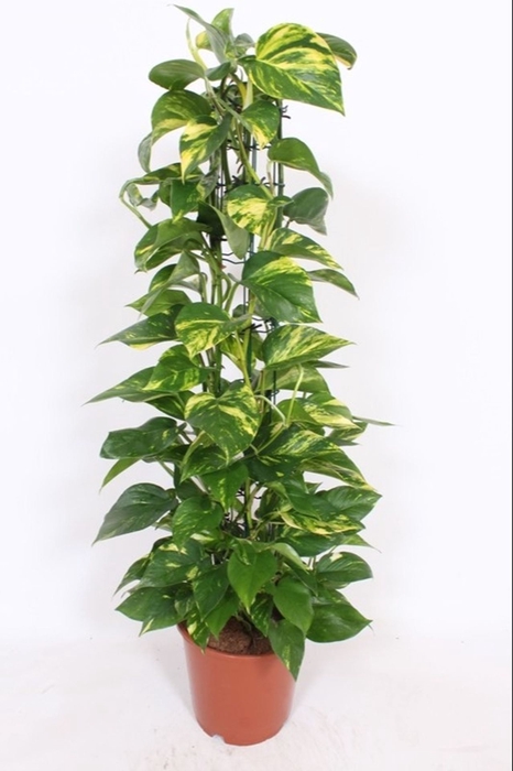 <h4>Epipremnum pinnatum Aureum</h4>