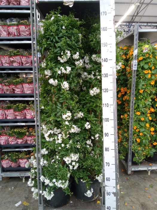 <h4>Solanum jasminoides</h4>