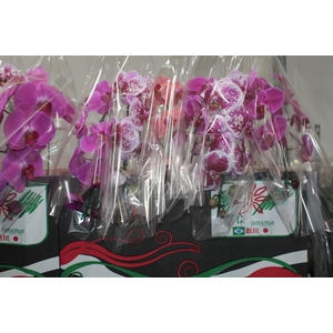 PHALAENOPSIS CASCATA P15 MIN 8 FLS