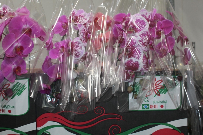 <h4>PHALAENOPSIS CASCATA P15 MIN 8 FLS</h4>