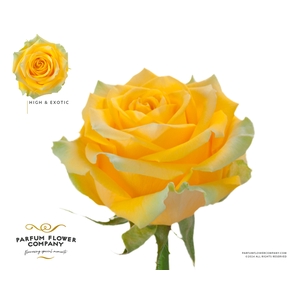 Rosa Premium High & Exotic