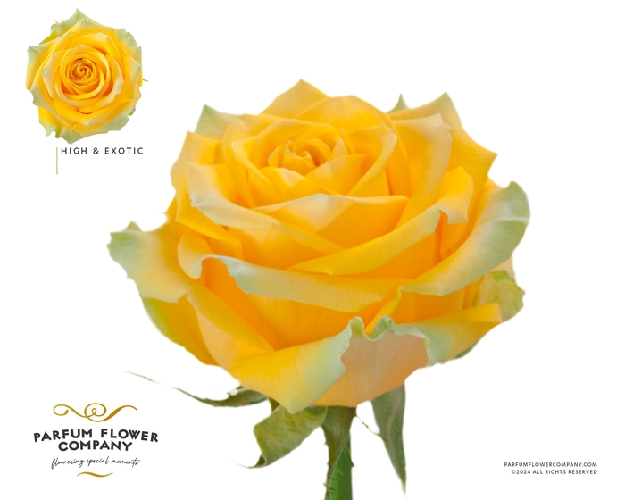 <h4>Rosa Premium High & Exotic</h4>