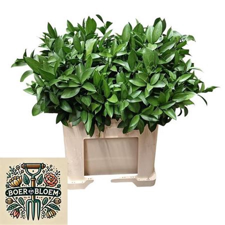 <h4>Ruscus Hypophyllum 60 Cm</h4>