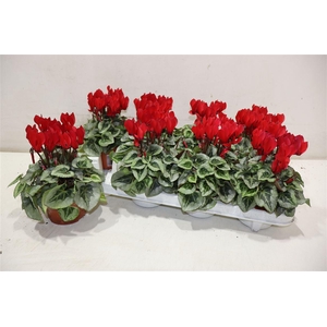 Cycl Kl Sup Picasso Red