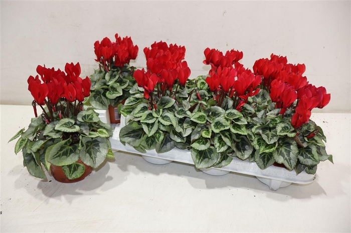 <h4>Cycl Kl Sup Picasso Red</h4>