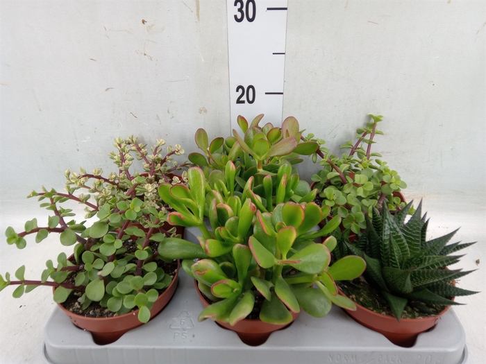 <h4>Succulents   ...</h4>