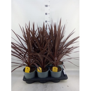 Cordyline austr. 'Red Star'