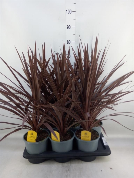 <h4>Cordyline austr. 'Red Star'</h4>