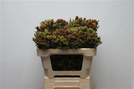 <h4>Kaaps Clusterstar</h4>