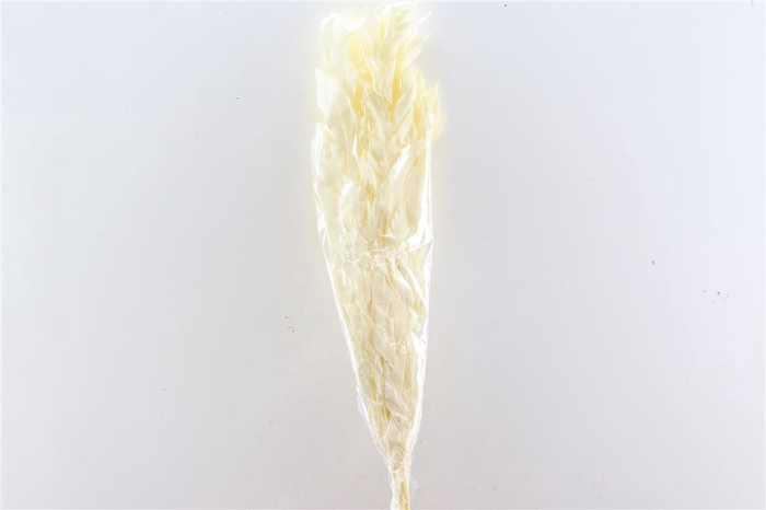 Pres Ruscus Gigante Bleached Bunch